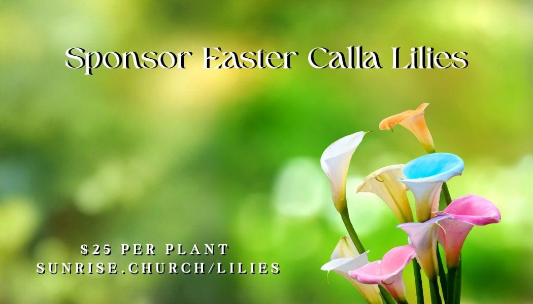 Calla lilies - darkened fonts Calla lilies - darkened fonts